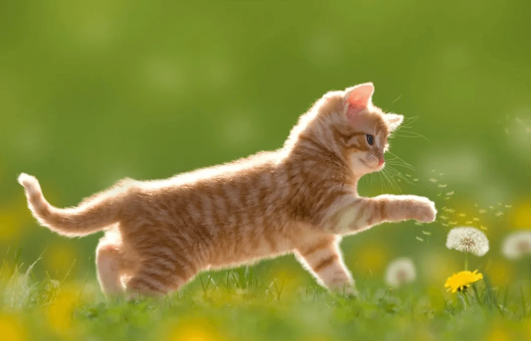 Image before secure processing