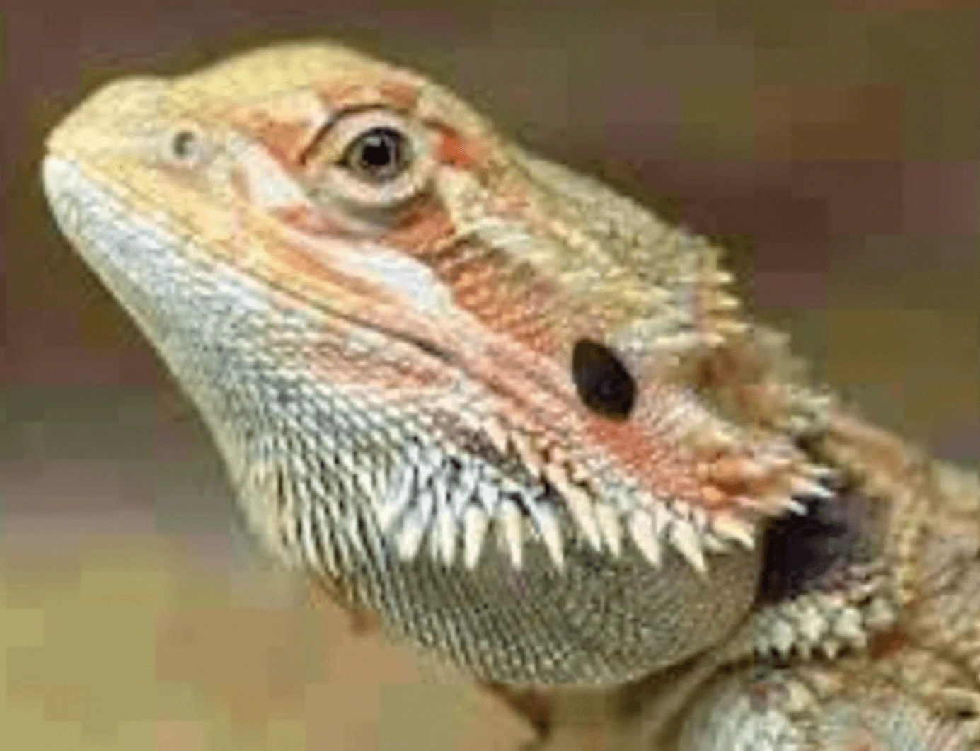 Photo before resolution enhancement