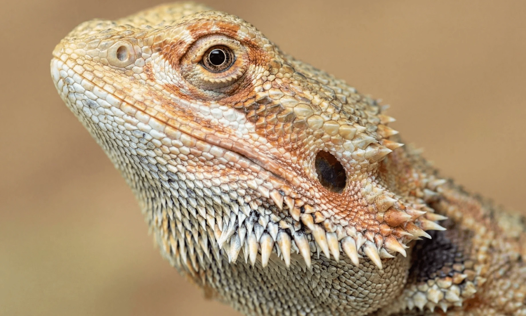 Photo after resolution enhancement